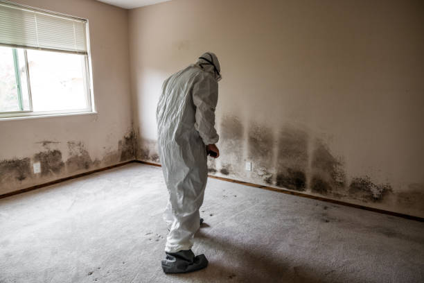 Best Asbestos and Lead Testing During Mold Inspection  in Rankin, TX